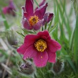 Pulsatilla vulgaris