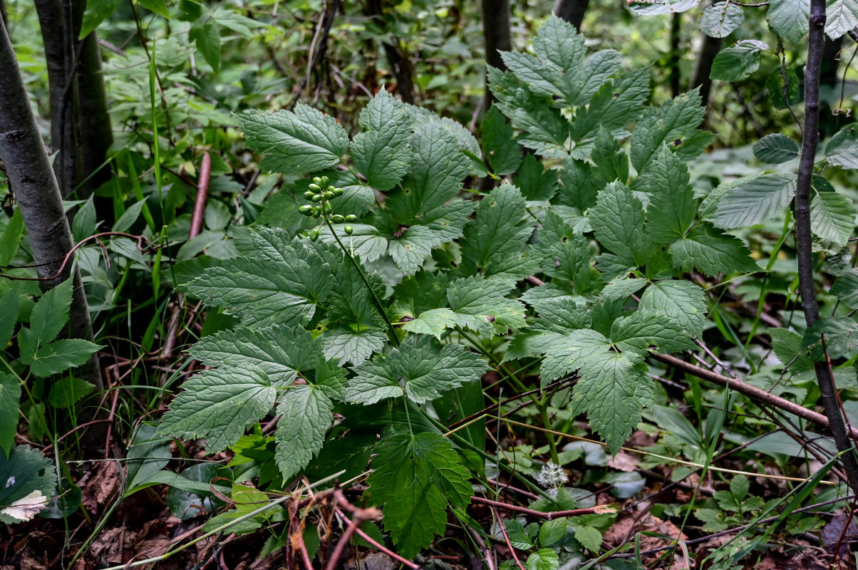 Image of Actaea erythrocarpa specimen.