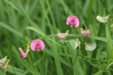 Lathyrus sylvestris. Цветки. Беларусь, Витебская обл., окр. пос. Езерище, дорога на Студёнку, злаковый суходольный луг у обочины. 17.07.2024.