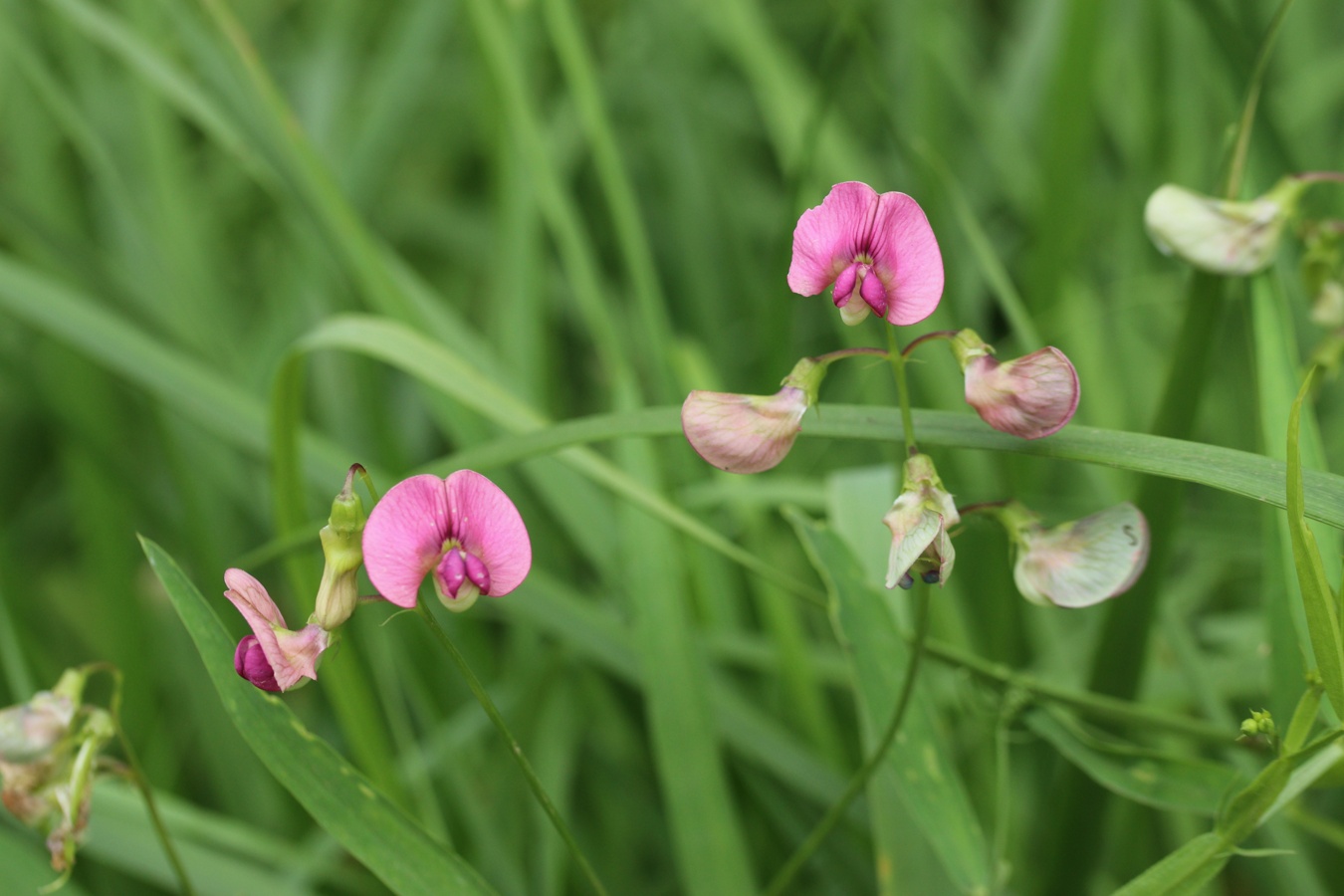 Изображение особи Lathyrus sylvestris.