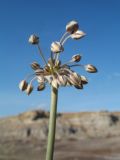 genus Allium