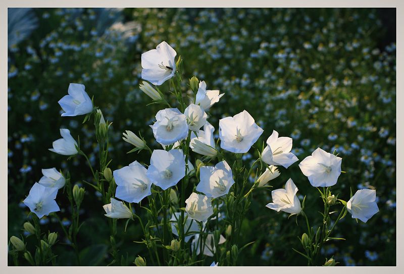 Image of Campanula persicifolia specimen.