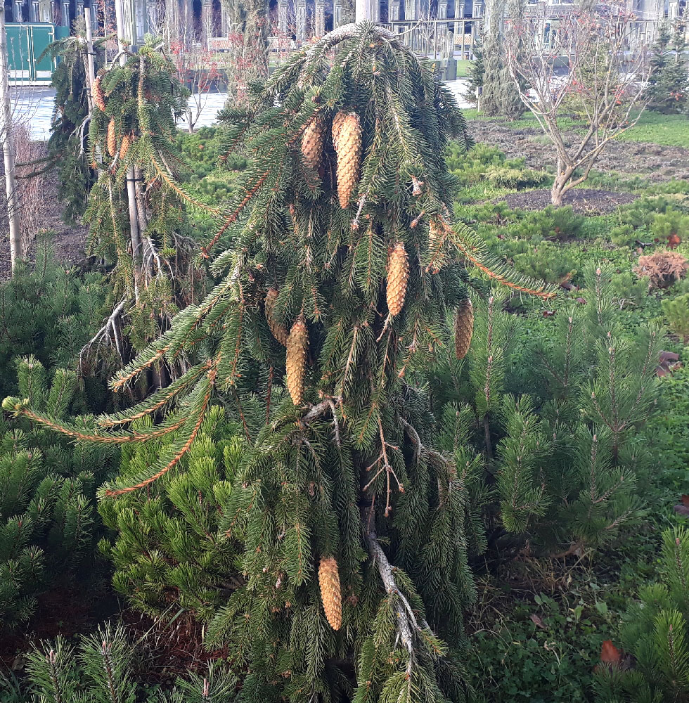 Изображение особи Picea abies.