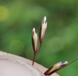 Фото Deschampsia cespitosa