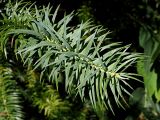 Cunninghamia lanceolata