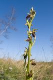 Смотреть изображение Ophrys mammosa подвид caucasica