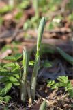 Смотреть изображение Polygonatum multiflorum