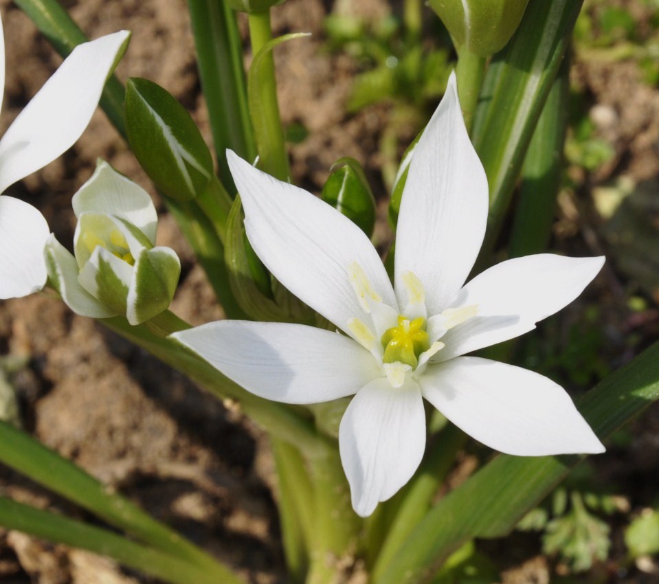 Image of Ornithogalum wiedemannii specimen.