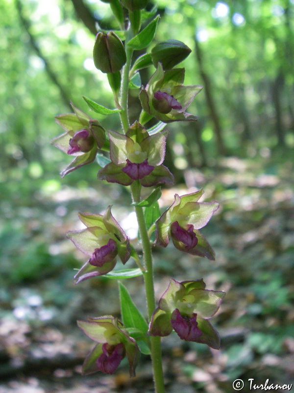 Image of Epipactis helleborine specimen.