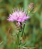 View full-size image Centaurea kubanica