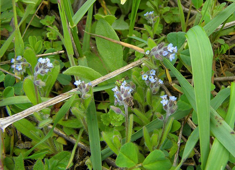 Изображение особи род Myosotis.