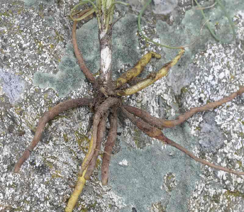 Image of Asphodeline liburnica specimen.