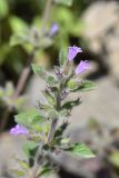 View full-size image Ziziphora graveolens