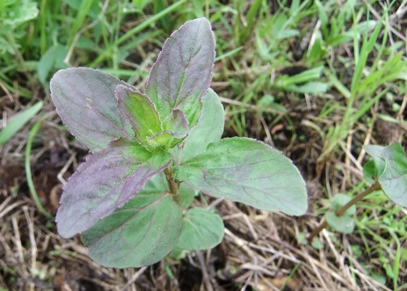 Image of Mentha arvensis specimen.