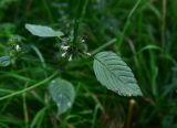 View full-size image genus Galeopsis