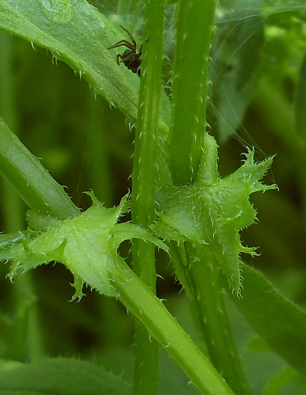 Image of Asperugo procumbens specimen.