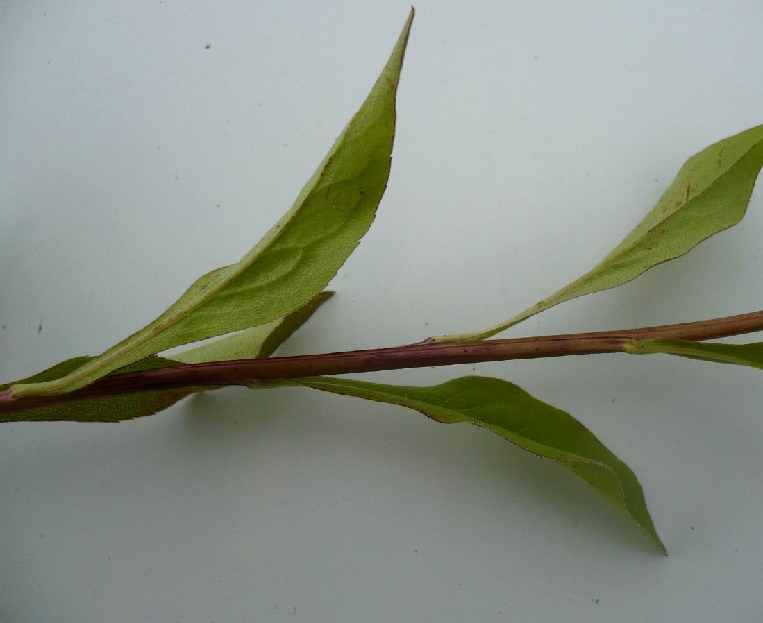 Image of Solidago virgaurea specimen.