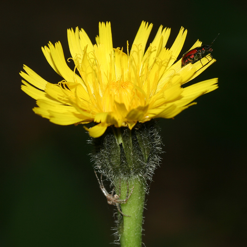 Image of Trommsdorffia maculata specimen.