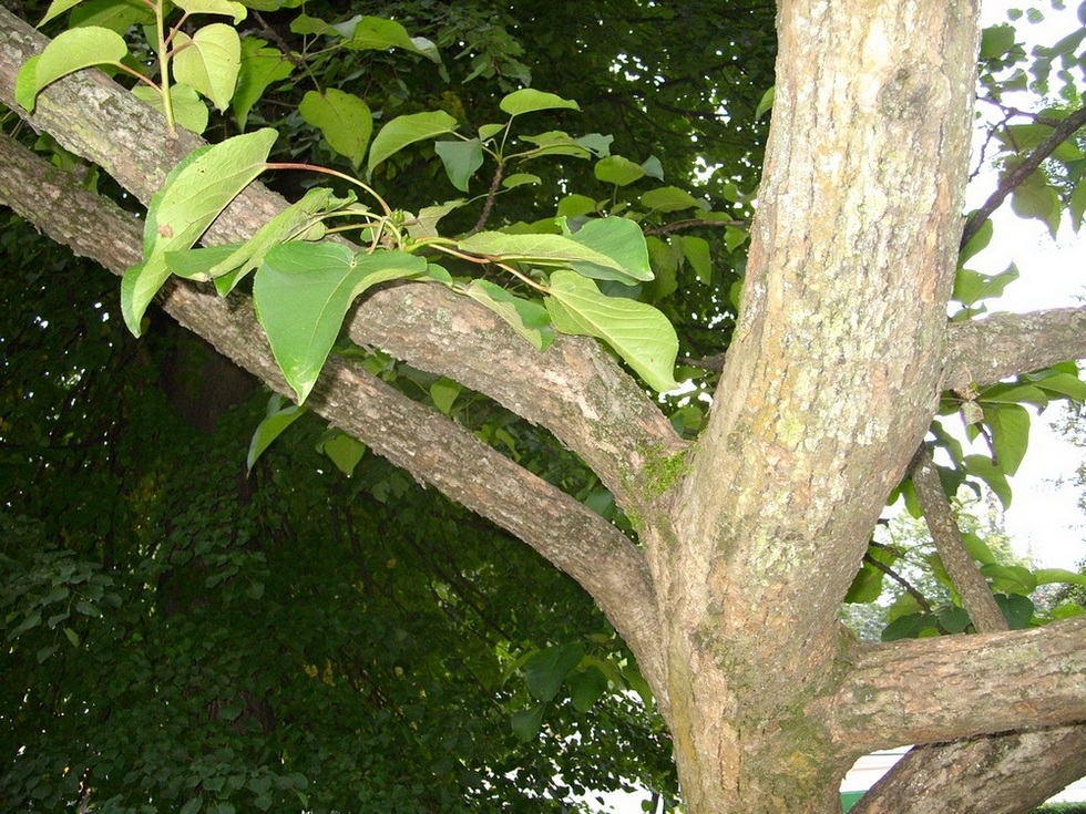 Image of Populus lasiocarpa specimen.