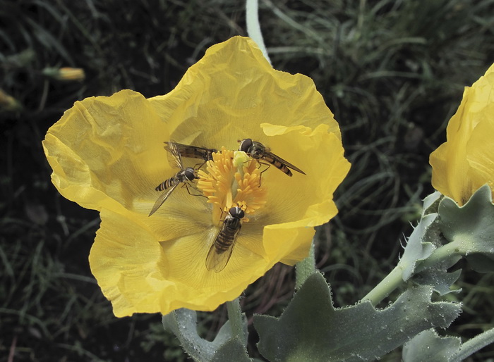 Image of Glaucium flavum specimen.