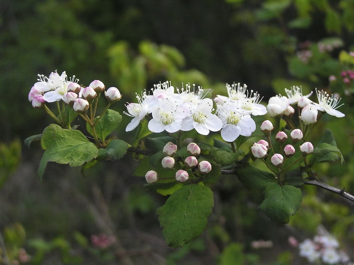 Image of Spiraea ussuriensis specimen.