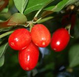 Cornus mas