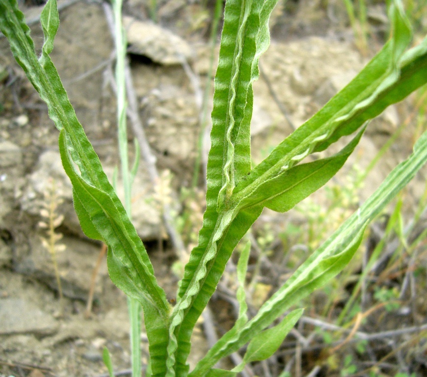 Image of Centaurea solstitialis specimen.