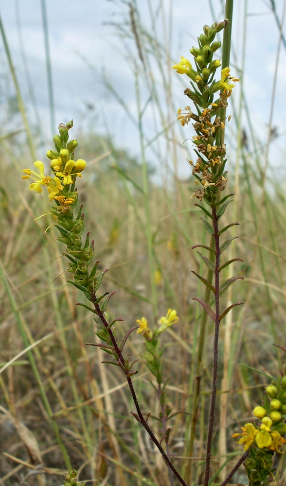 Изображение особи Orthanthella lutea.