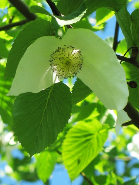 Изображение особи Davidia involucrata.