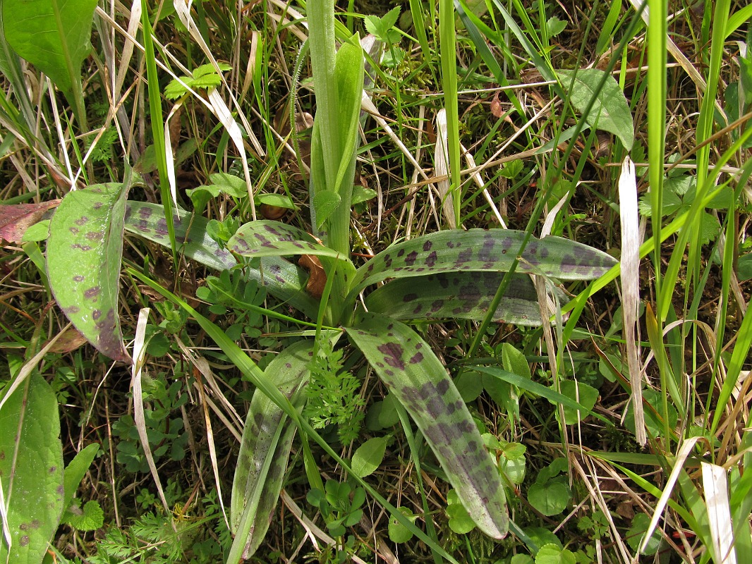 Image of Orchis mascula specimen.