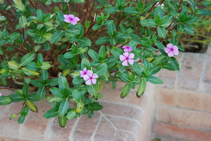 Image of Catharanthus roseus specimen.