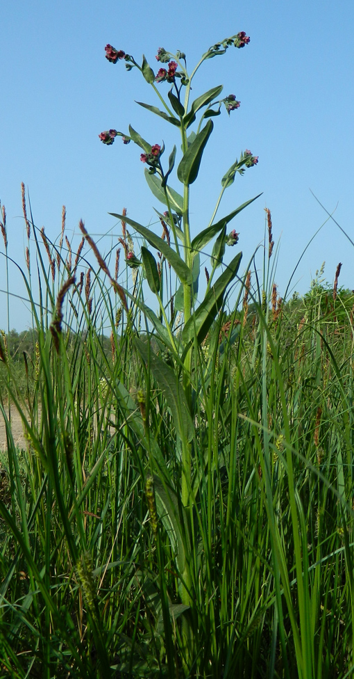 Image of Cynoglossum officinale specimen.