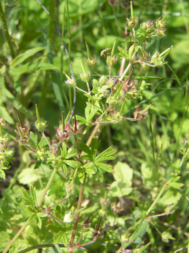 Image of Geranium pusillum specimen.