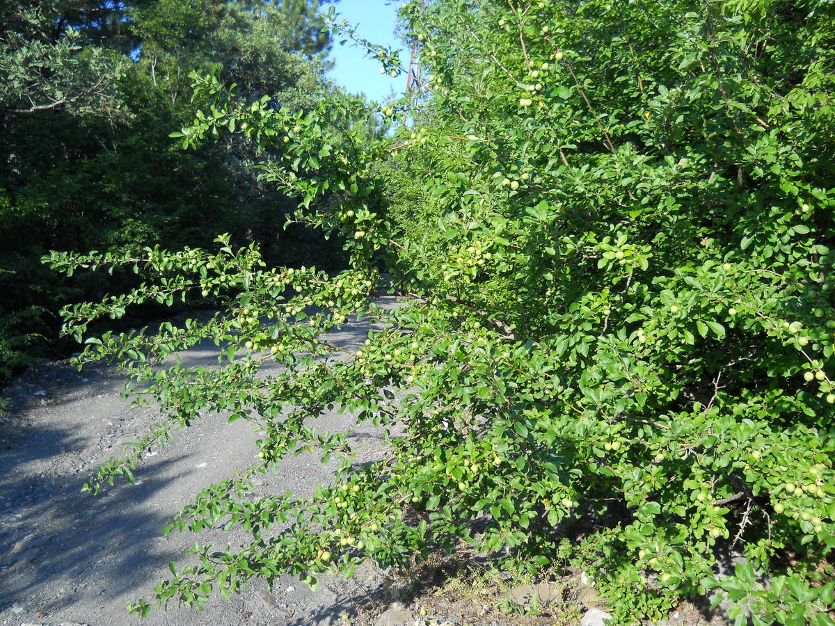 Изображение особи Malus sylvestris.