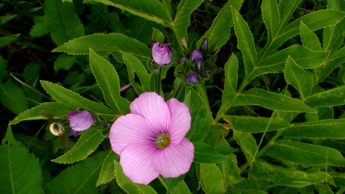 Image of Linum hypericifolium specimen.