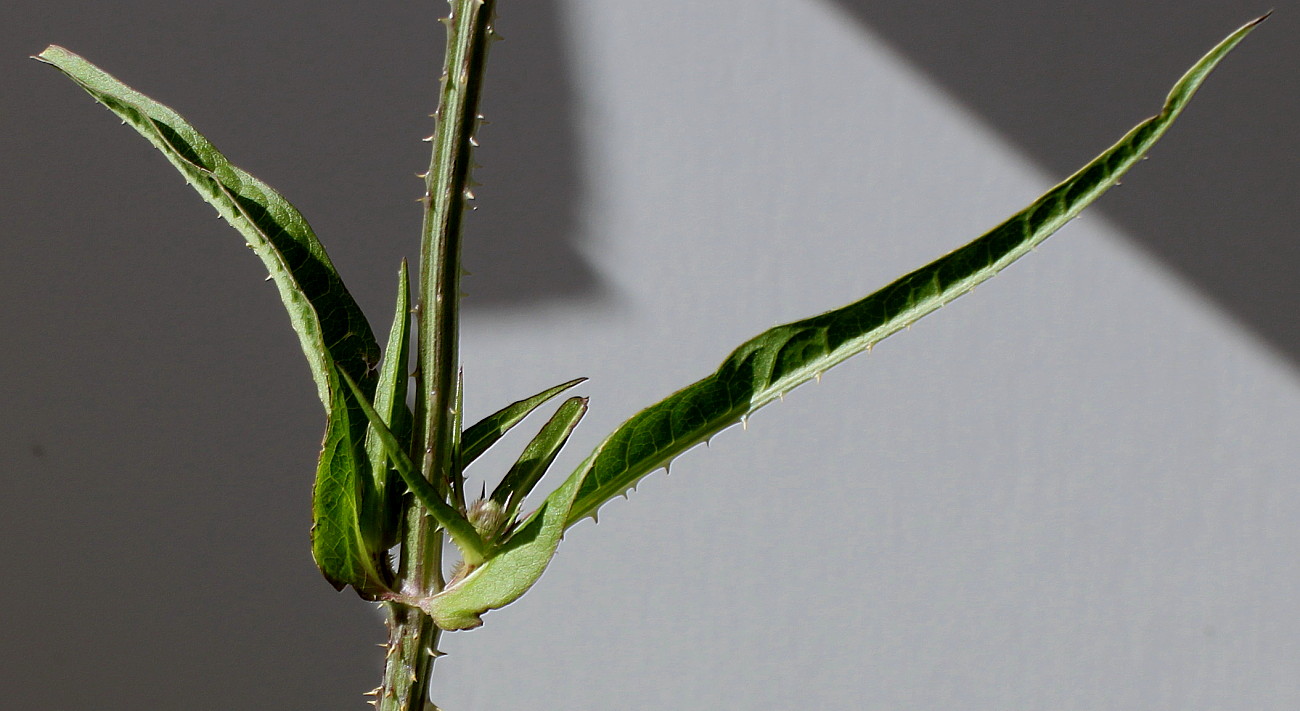 Image of Dipsacus fullonum specimen.