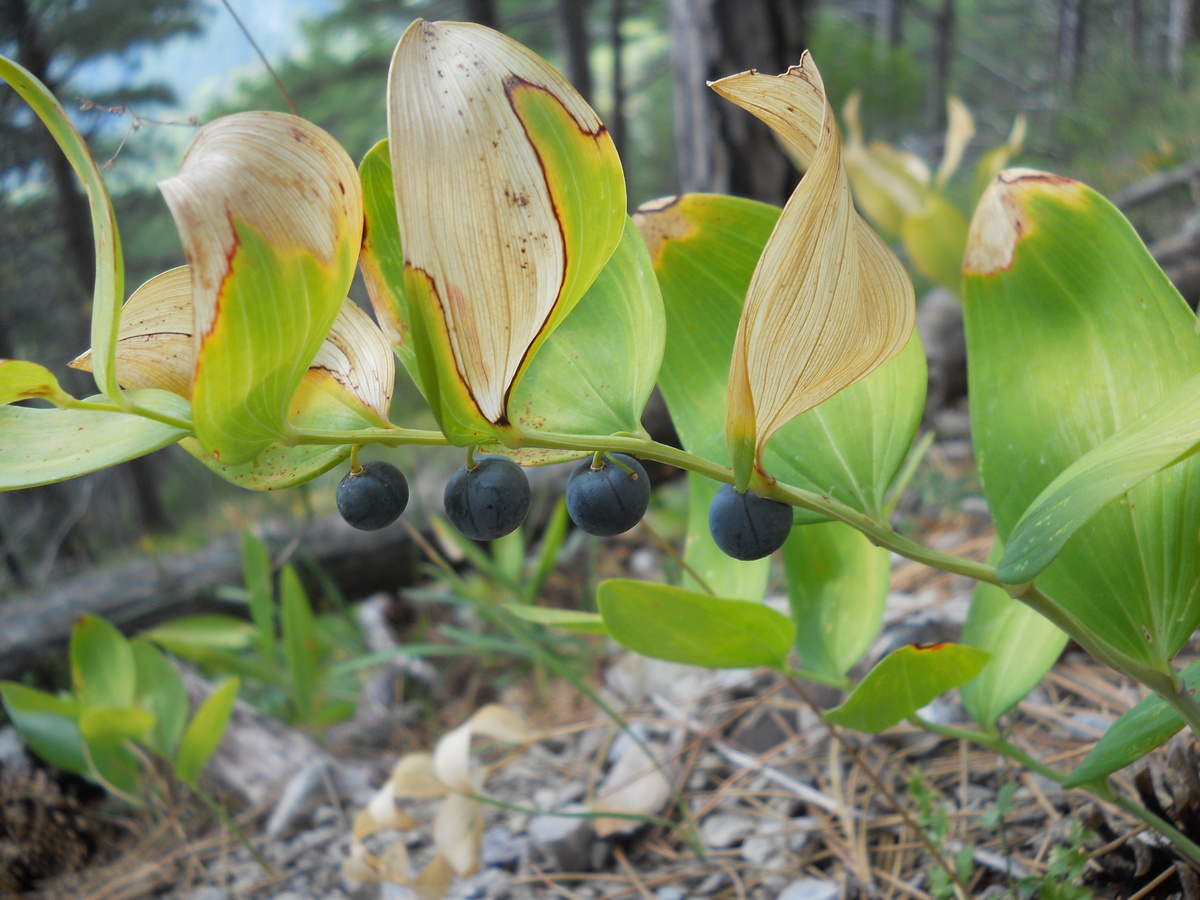 Image of Polygonatum hirtum specimen.