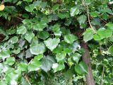 Hedera colchica