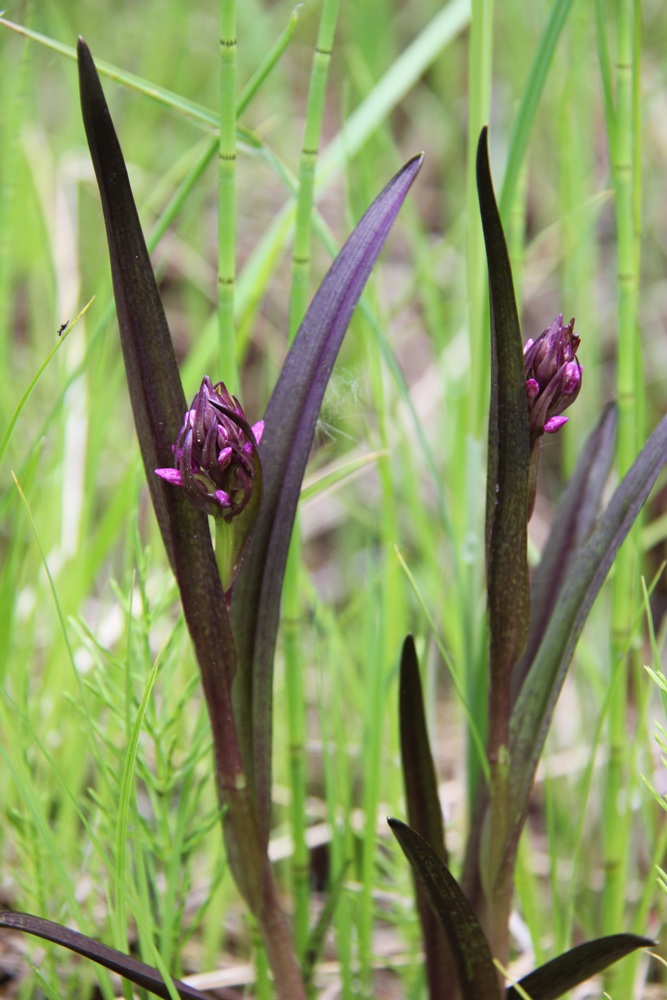 Image of Dactylorhiza incarnata specimen.