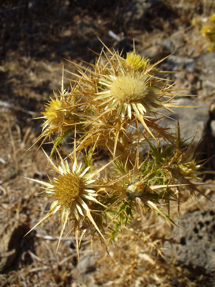 Image of Carlina graeca specimen.