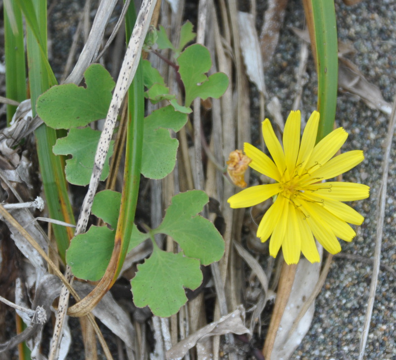 Image of Chorisis repens specimen.