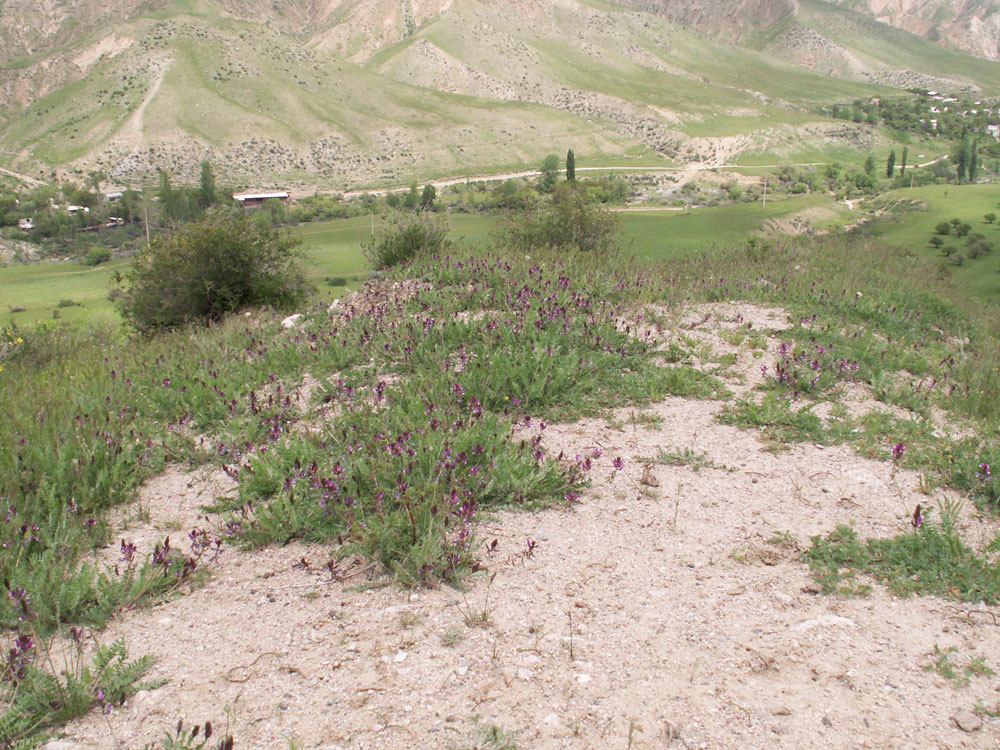 Изображение особи Oxytropis ferganensis.