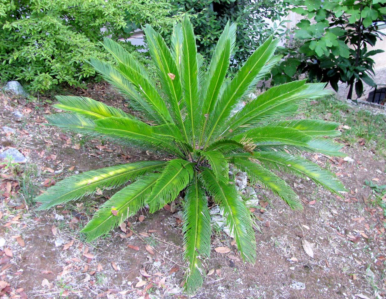 Image of Cycas revoluta specimen.