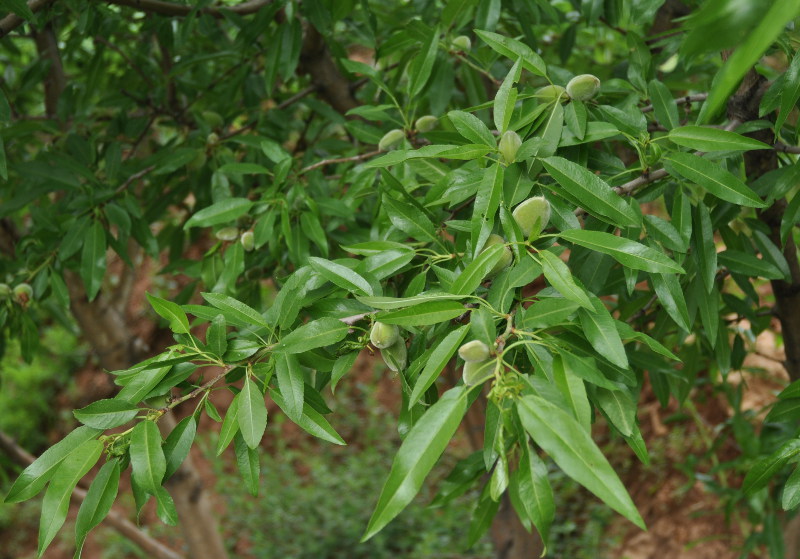 Изображение особи Persica vulgaris.