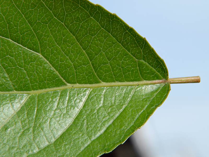 Image of Populus &times; sibirica specimen.