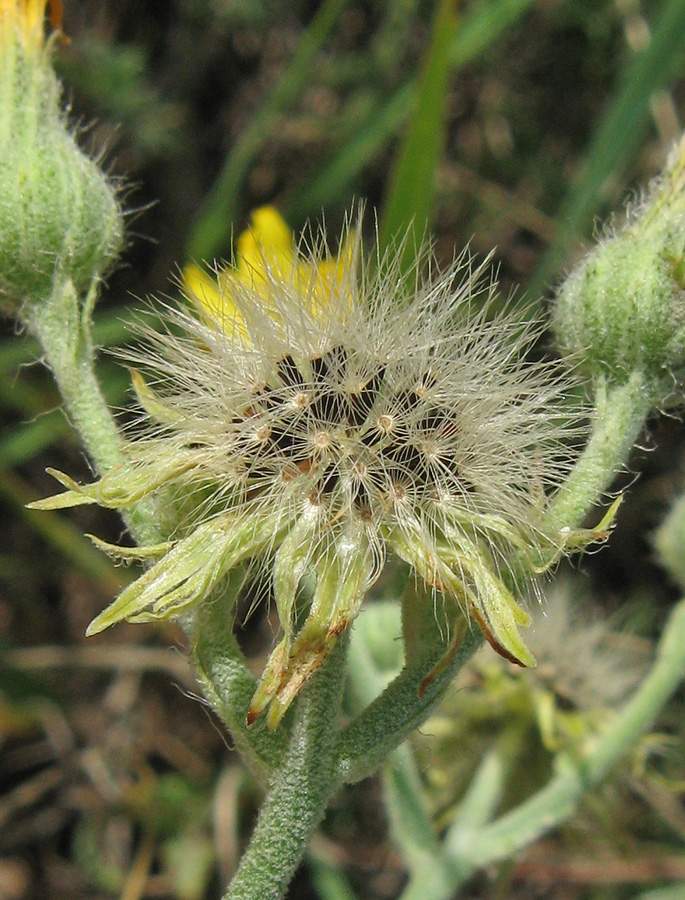 Image of genus Pilosella specimen.