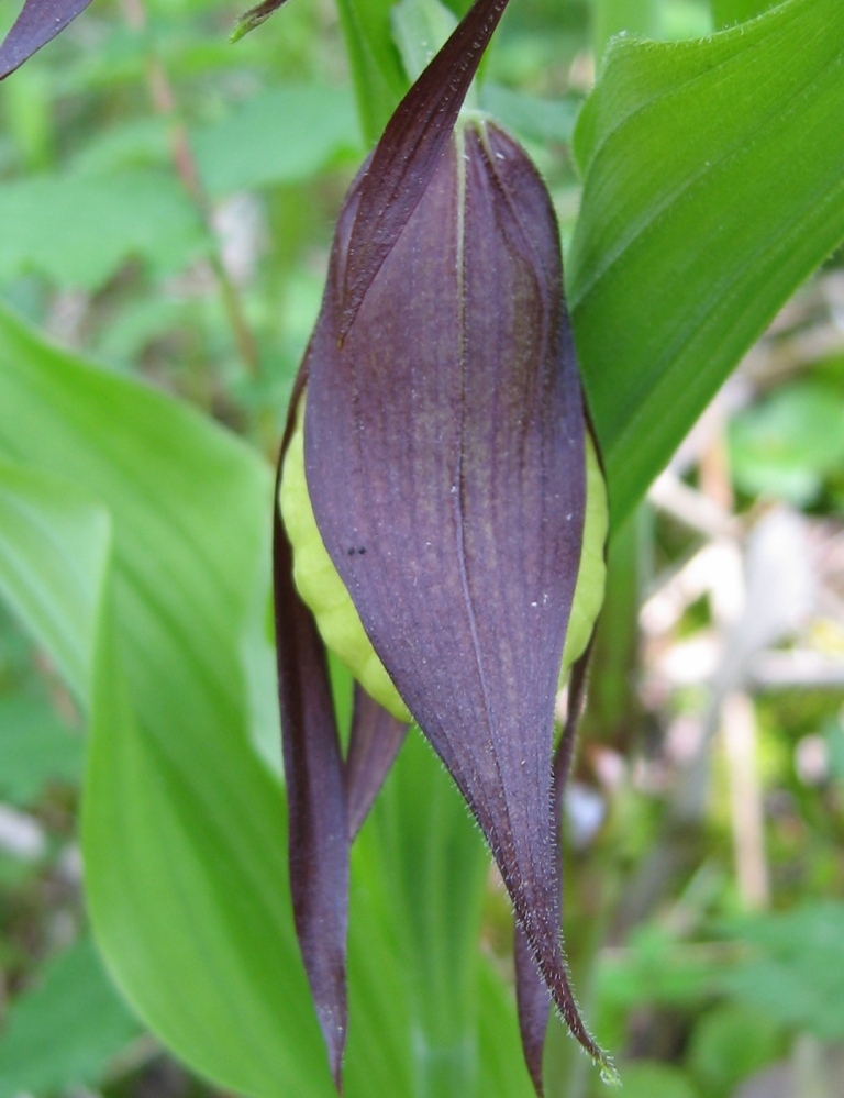 Image of Cypripedium calceolus specimen.