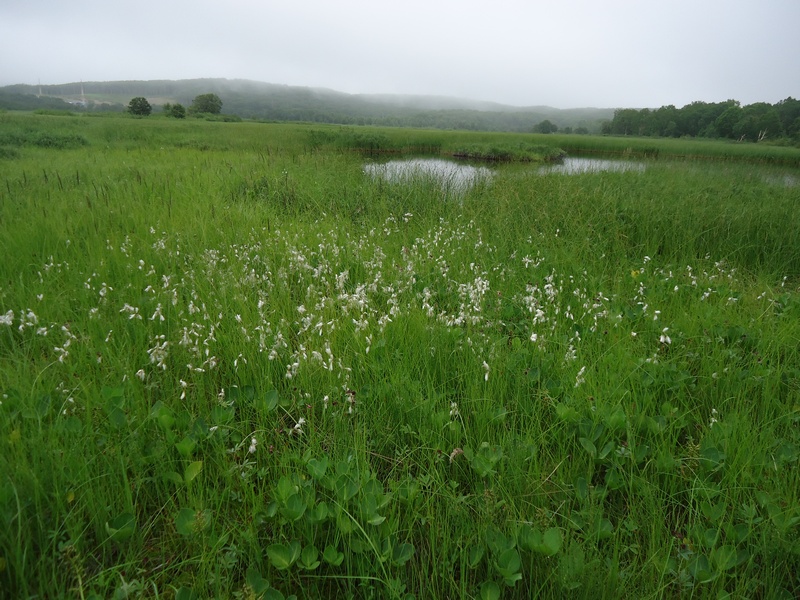 Изображение особи Eriophorum angustifolium.