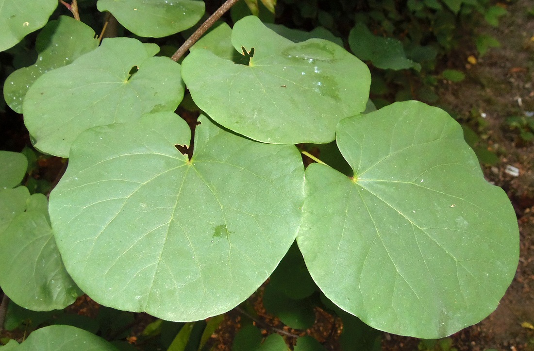 Image of Cercis siliquastrum specimen.