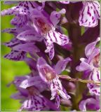 Dactylorhiza fuchsii. Часть соцветия. Нижегородская обл., окр. г. Шумерля, пр. берег р. Сура, дорога в с. Наваты. 25 июня 2009 г.